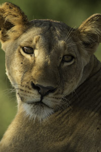 lion